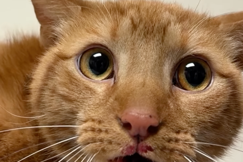 cat jumps three stories from building