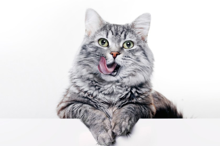 cat saves owner from snake
