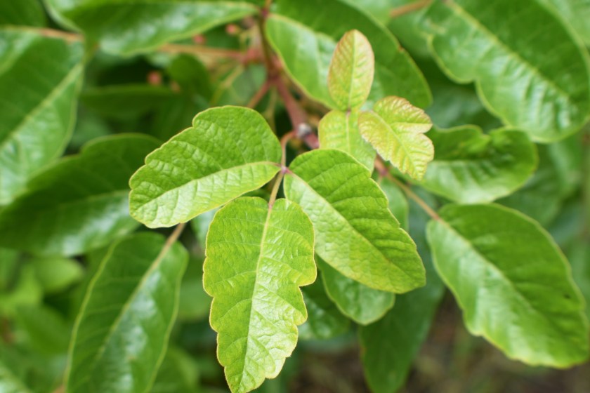 common poisonous plants