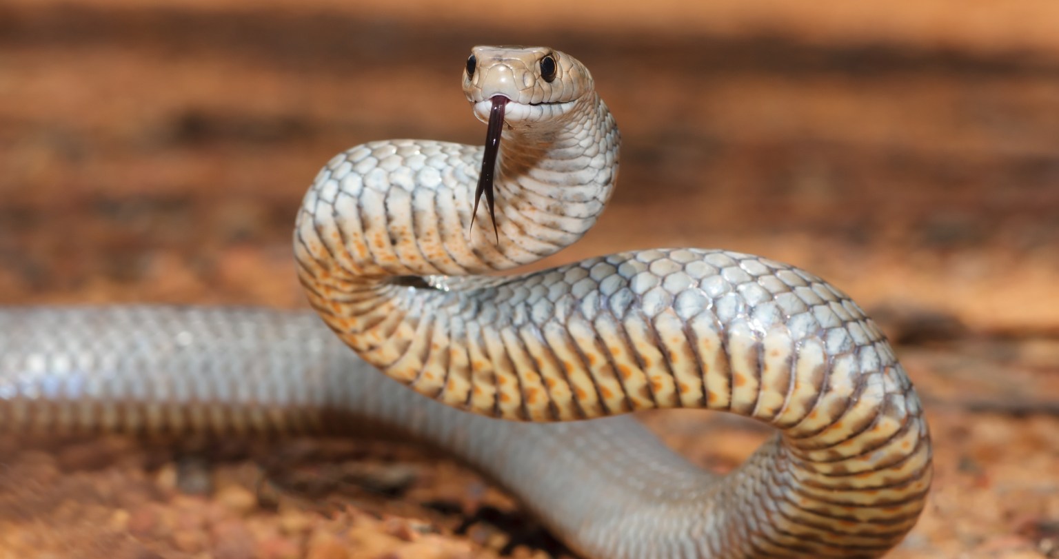 Stealthy Shopper Highly Venomous Snake Hiding In Man's Car During(02)