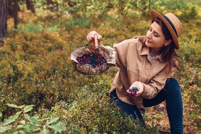 finding food in the forest details on foraging