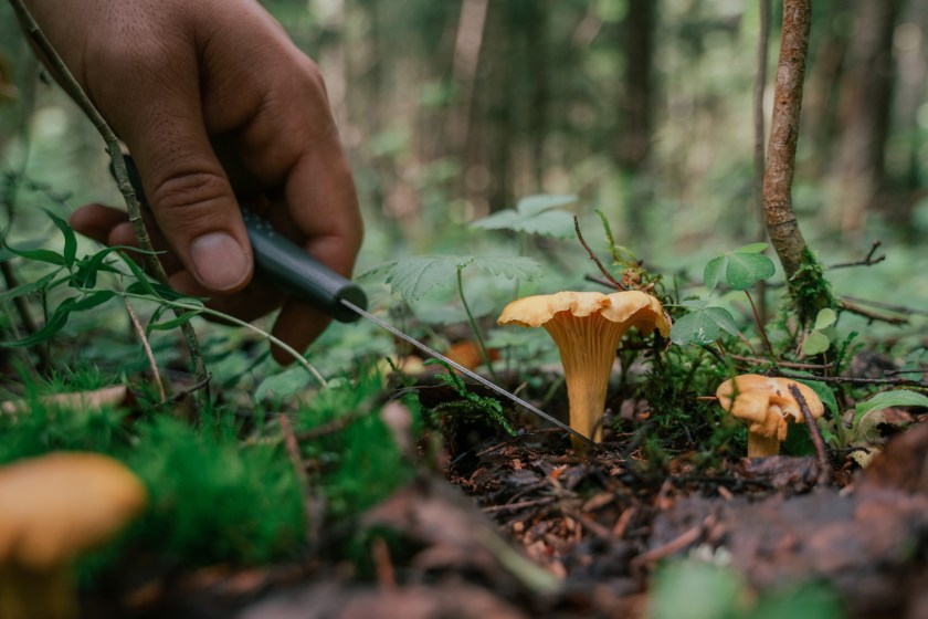 finding food in the forest through foraging