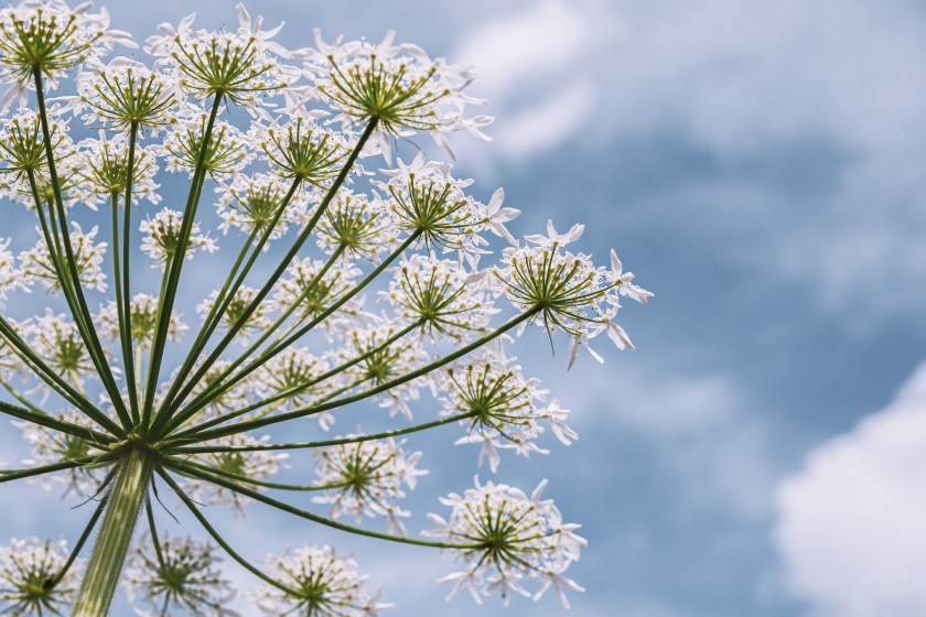 how to avoid common poisonous plants cow parsnip