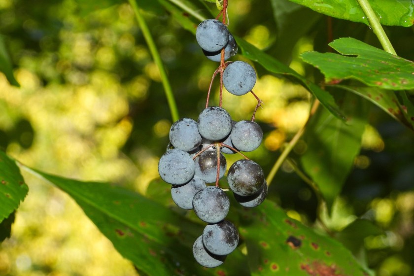 how to recognize common poisonous plants
