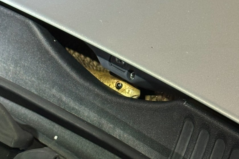 man finds venomous snake hiding in his car