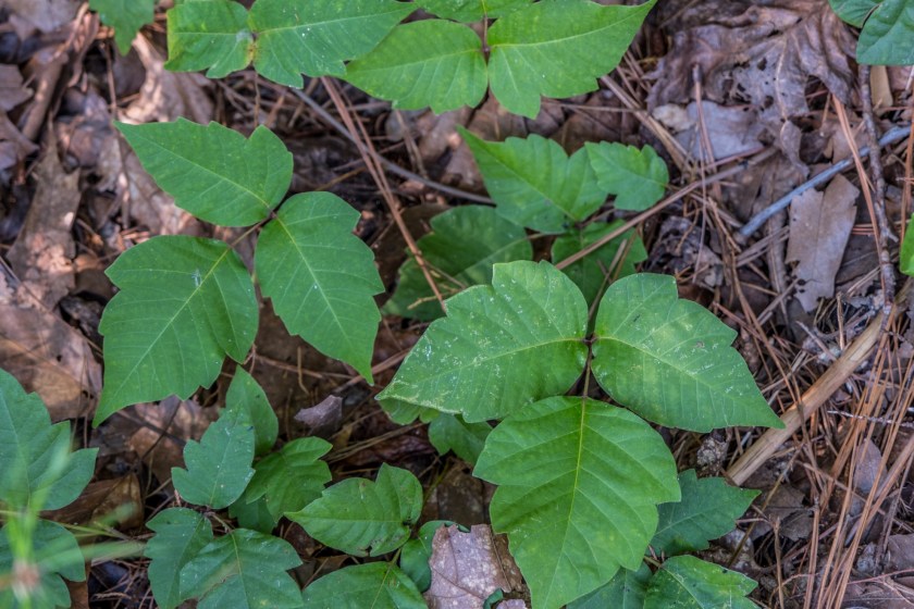 poison ivy