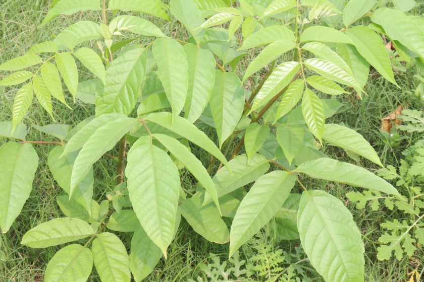 poison sumac