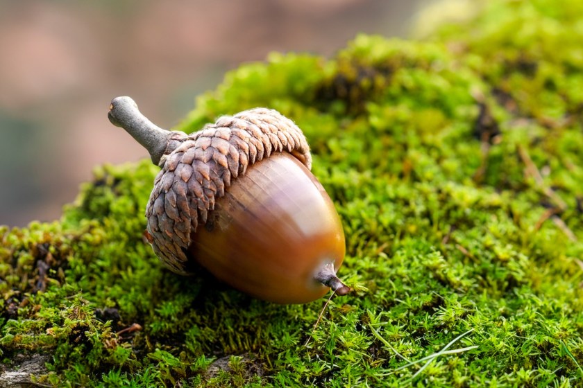 survival educator shares all acorns are edible