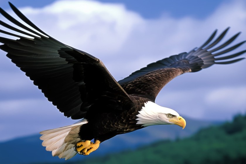 wild video shows bald eagle is much bigger than duck