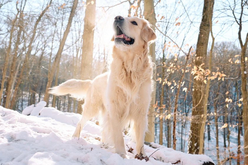 woman freezes to death letting dog out