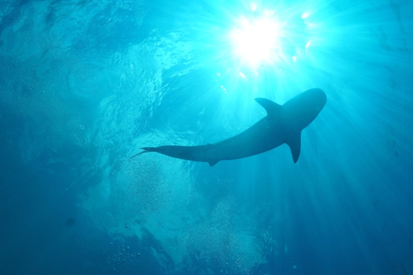 17-Year-Old Girl Brutally Attacked And Killed By Shark Just 100 Yards From Popular Beach