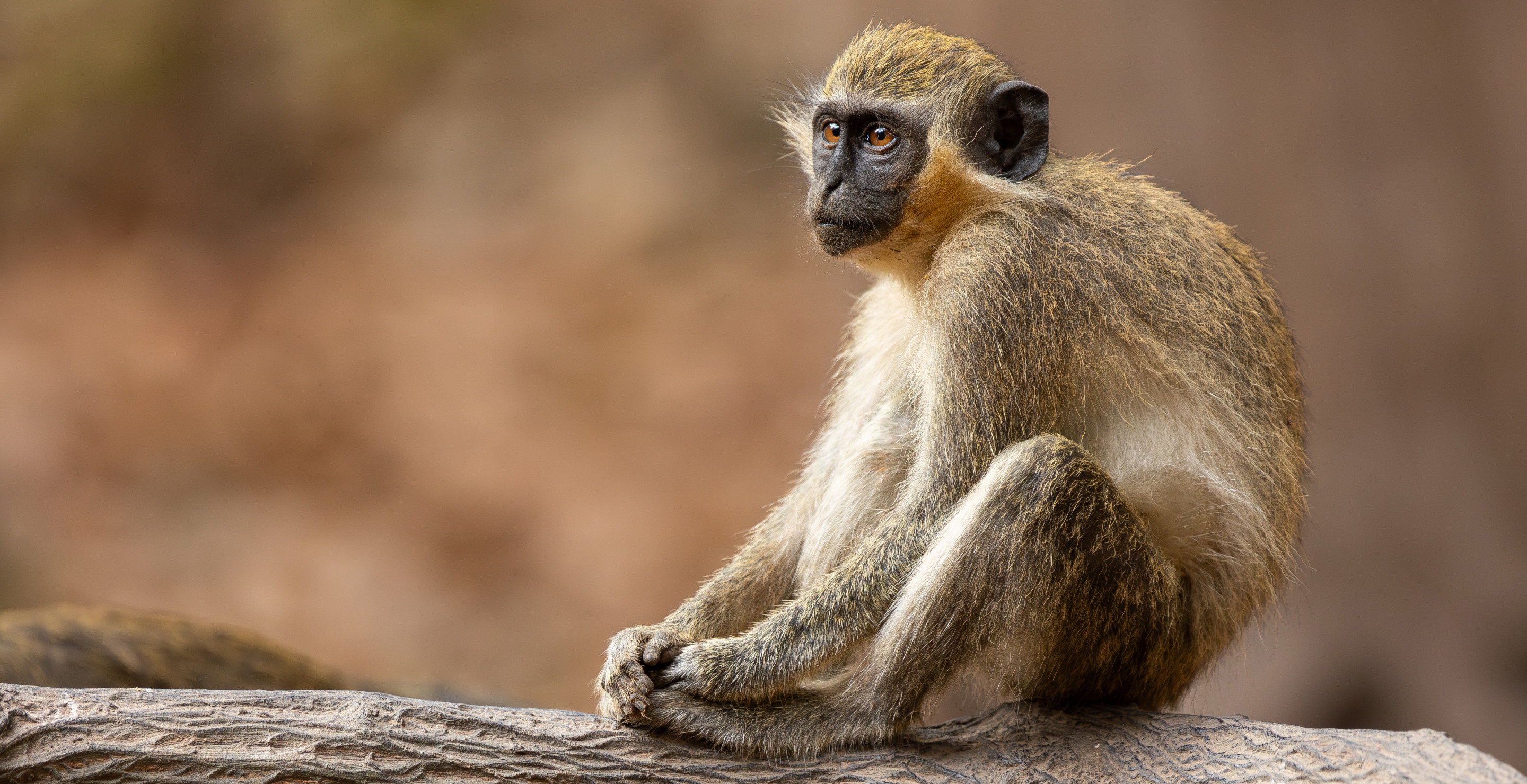 Entire Country Loses Power All Thanks To One Curious Monkey