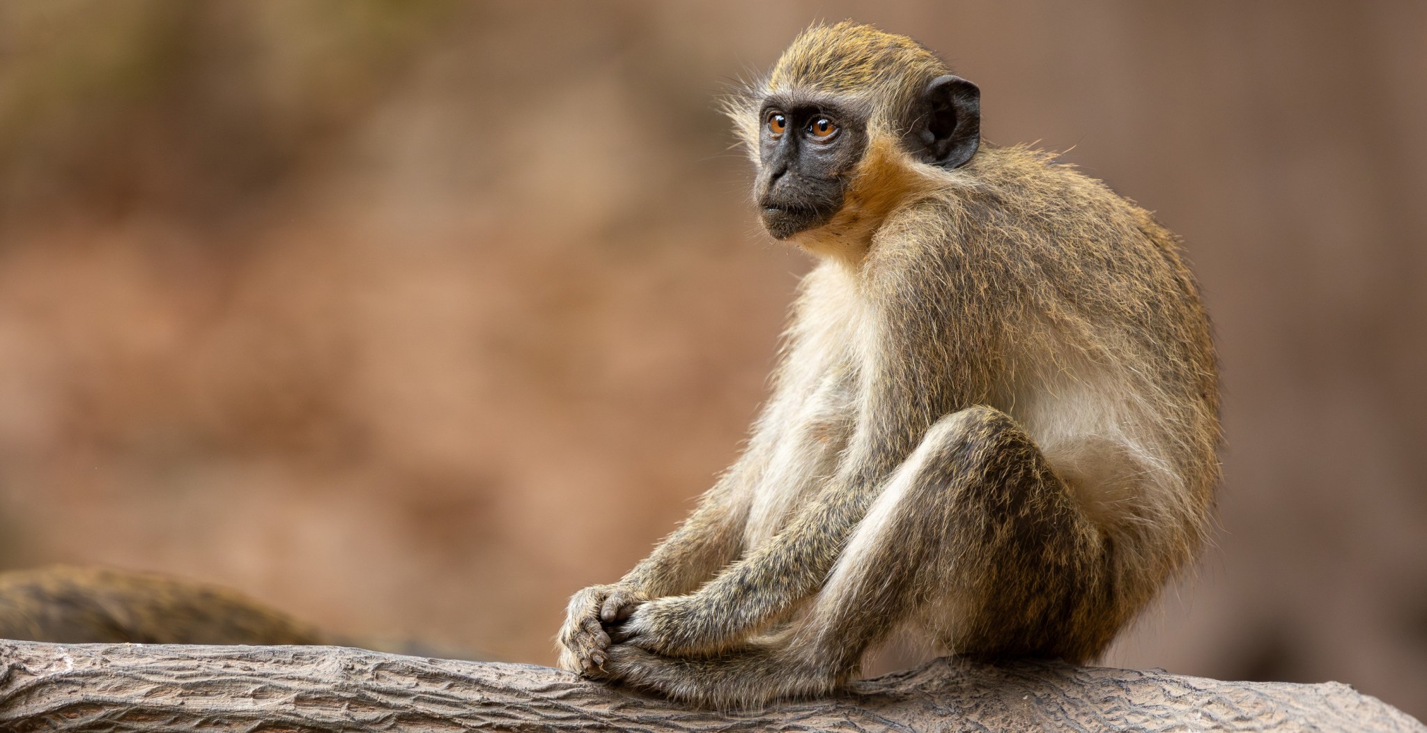 Entire Country Loses Power All Thanks To One Curious Monkey - Wide Open ...