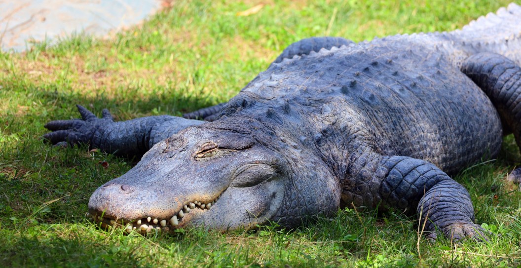 It Turns Out Alligators Really Do Live In The Sewers After All And Use It As A Underground Highway, According To New Study