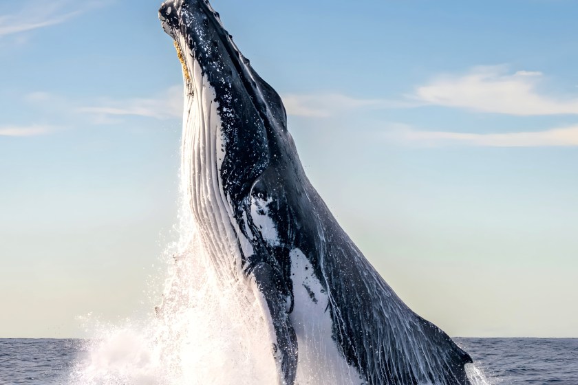 Kayaker Gets Swallowed By A Humpback Whale In Terrifying Moment