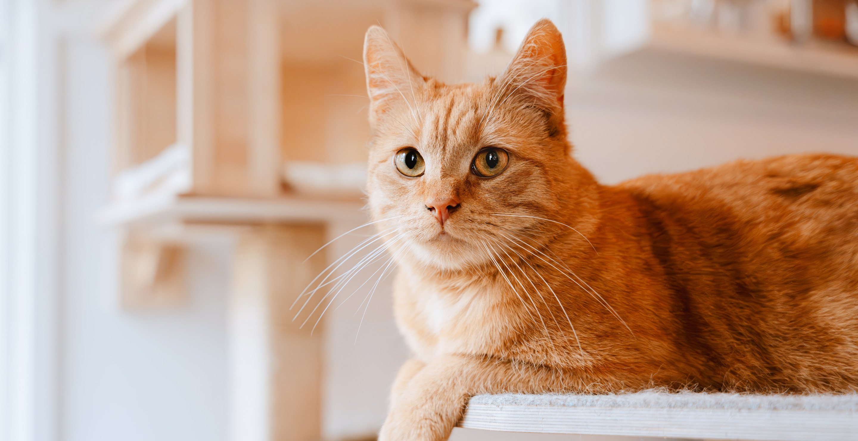 Pastor Accused Of Trapping And Drowning Cats At His Home, Arrested On Animal Cruelty