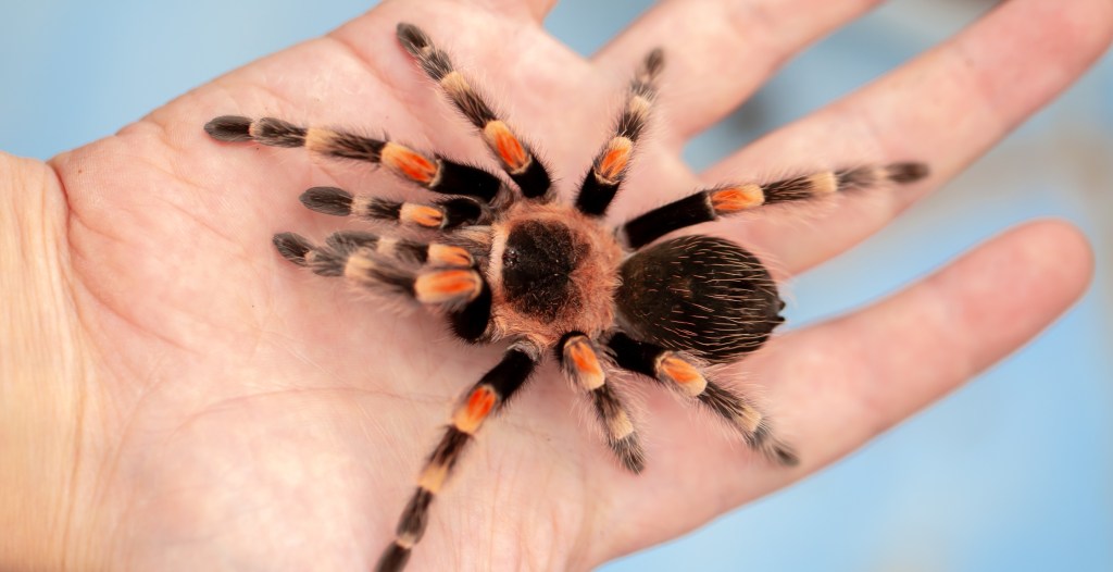 Picture of Pilot With A Severe Allergy To Spiders Bitten Mid-Flight By Tarantula ...