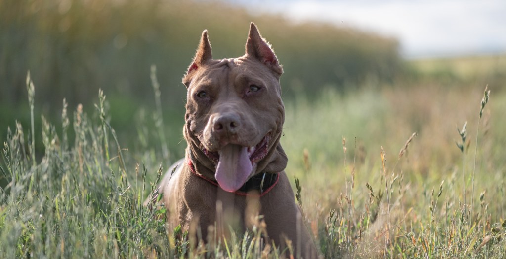 Woman Rescues Dogs After Seeing Video Of Them Being Abandoned On Social ...