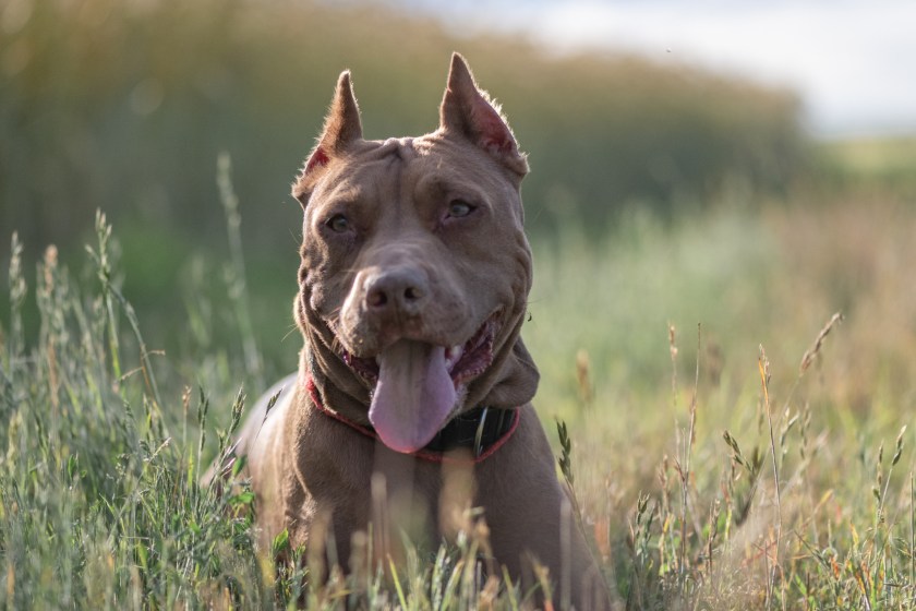 Pit Bull Owner Arrested After Dog Rips Man's Mouth Off