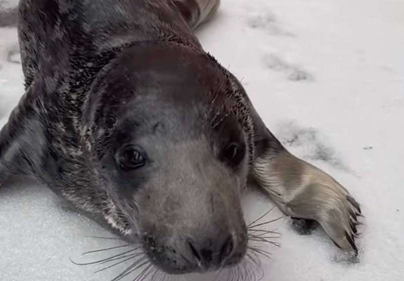 baby seal found in the middle of Connecticut city