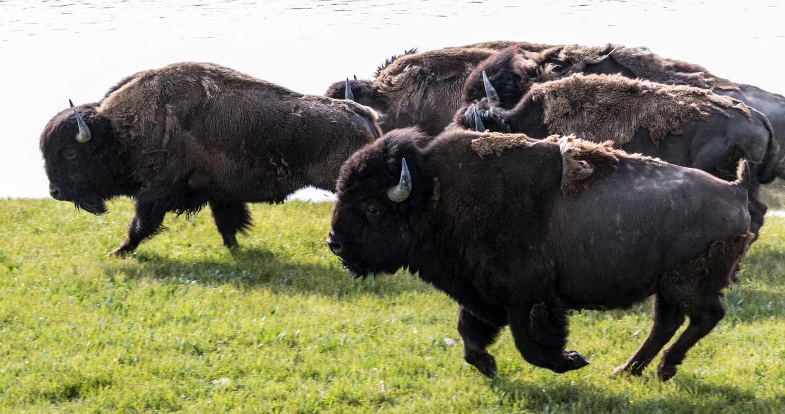 Bison Charge Into Crowd At Yellowstone In Terrifying Moment - Wide Open ...