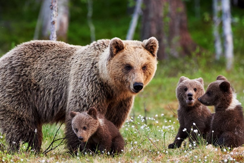 hunter has showdown with bear