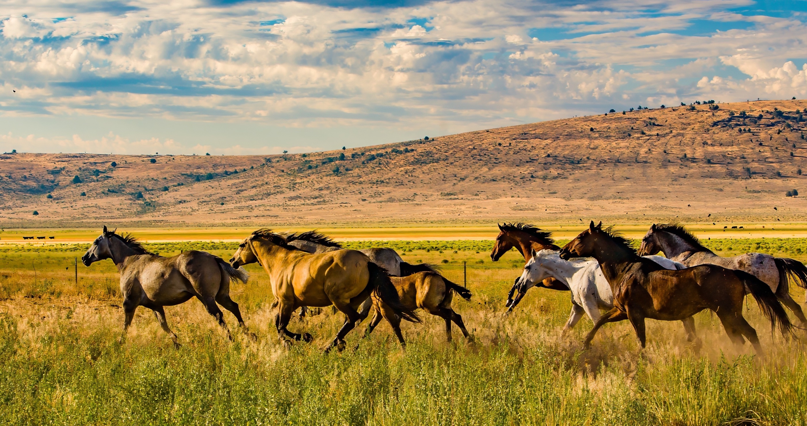 insane footage shows grizzly bear chasing wild horses