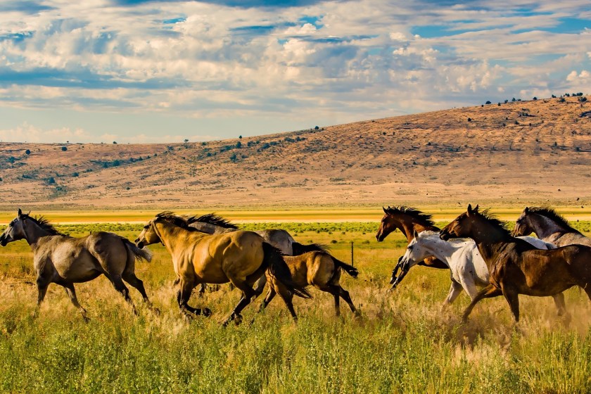 insane footage shows grizzly bear chasing wild horses