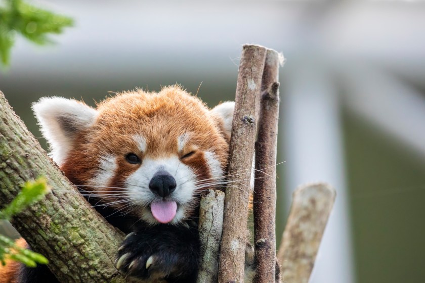 Adorable photo of a red panda sticking out its tongue