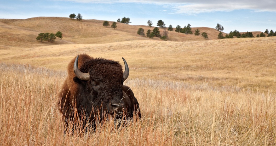 terrifying moment bison headbutts a kid