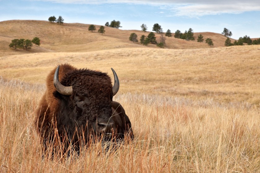 terrifying moment bison headbutts a kid