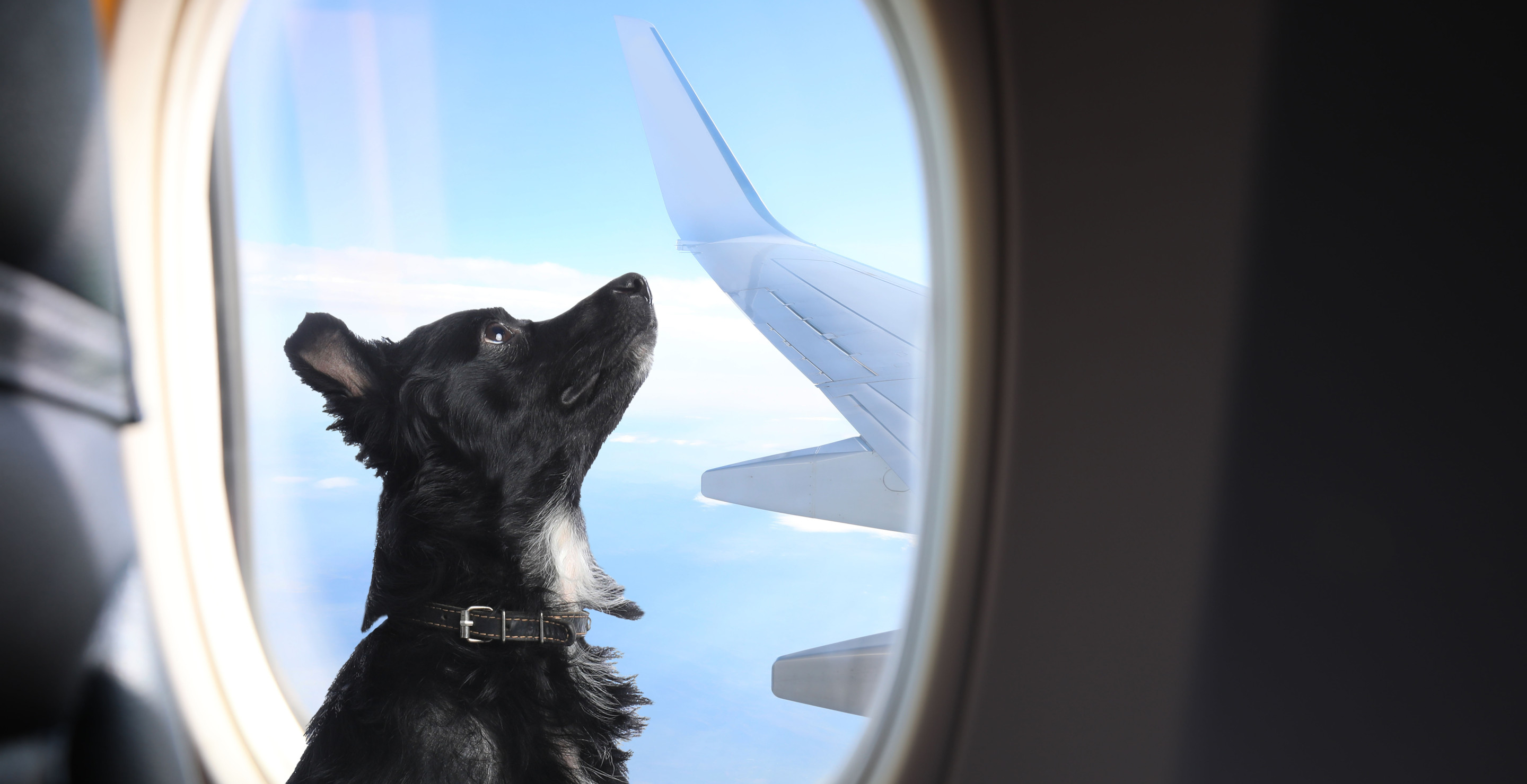 Airline Passenger Describes Every Flyer's Worst Nightmare — A Dog That Wouldn't Stop Barkin For 8 Hours