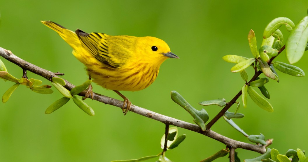 Birds Get Road Rage From Sound Of Traffic