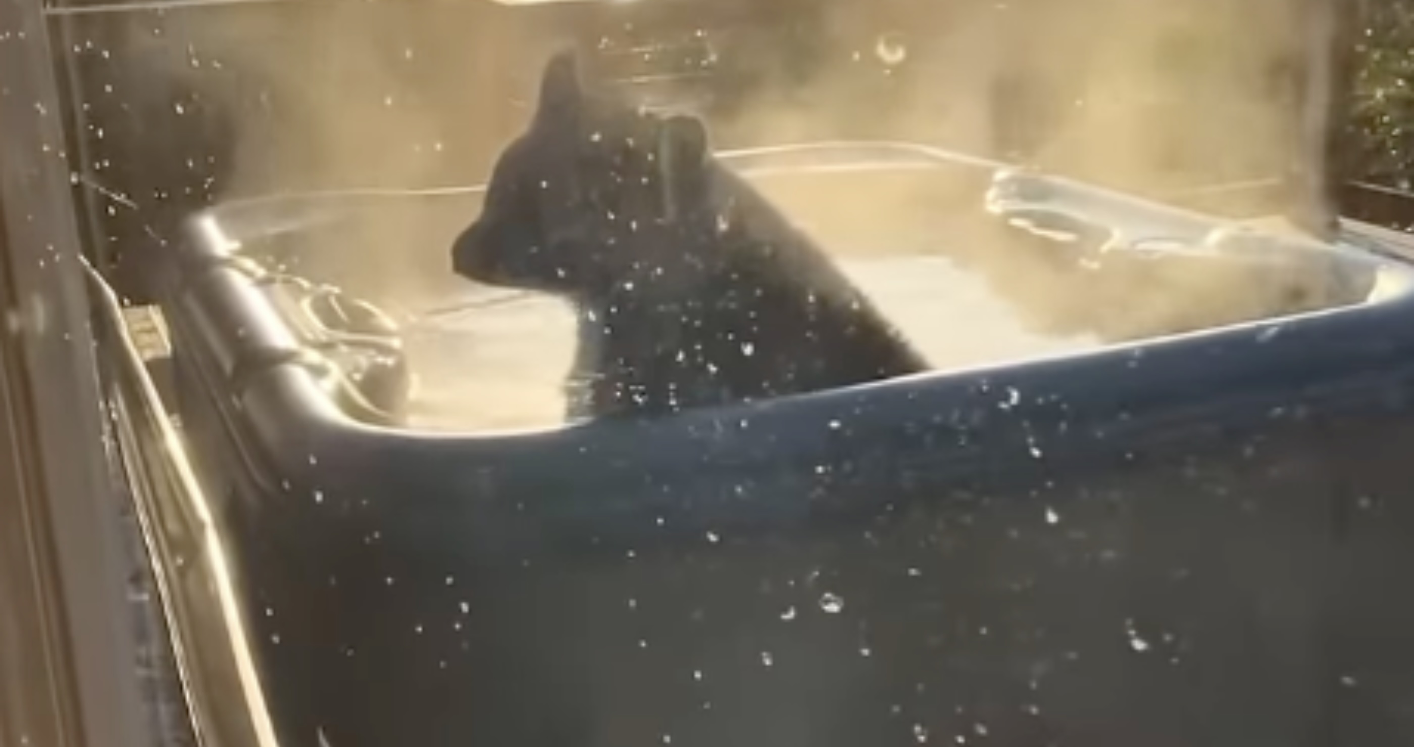 Black Bear Helps Itself To Man's Hot Tub In Hilarious Clip 