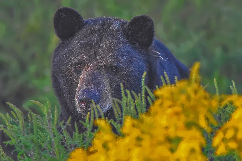 Black Bear Helps Itself To Man's Hot Tub In Hilarious Clip