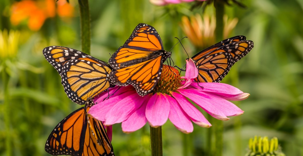 Butterflies Are Vanishing At An Alarming Rate, According To Scientists