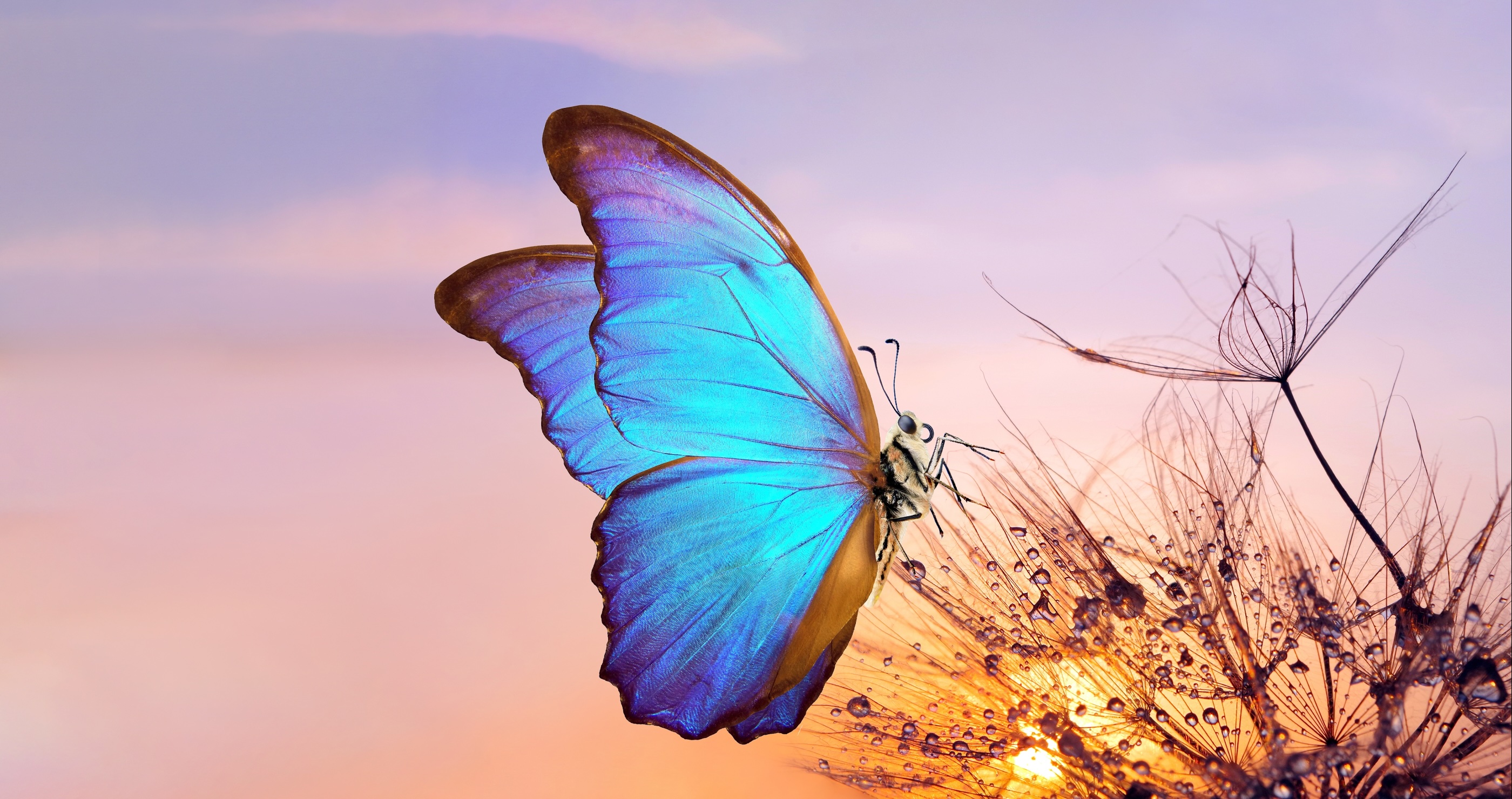 Butterfly Populations Are Dropping At A 'Catastrophic' Rate In America
