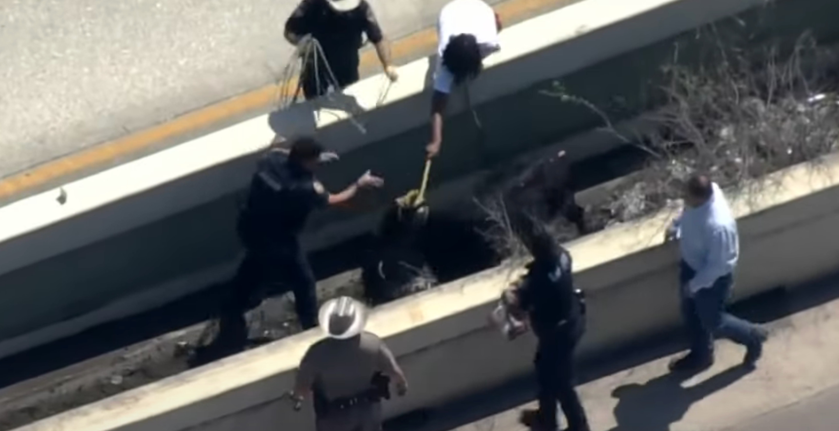 Cows And Bulls Escape Trailer Causing Mayhem On Texas Highway