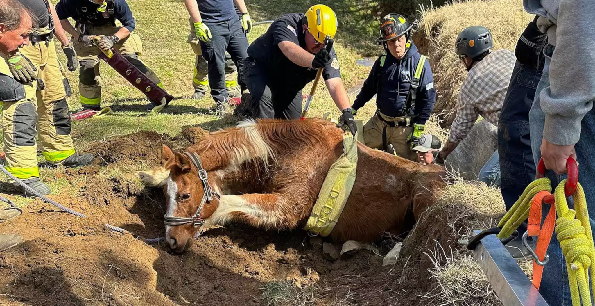 Horse Rescued by Giant Harness After Falling Into A Ditch Wide Open(01)