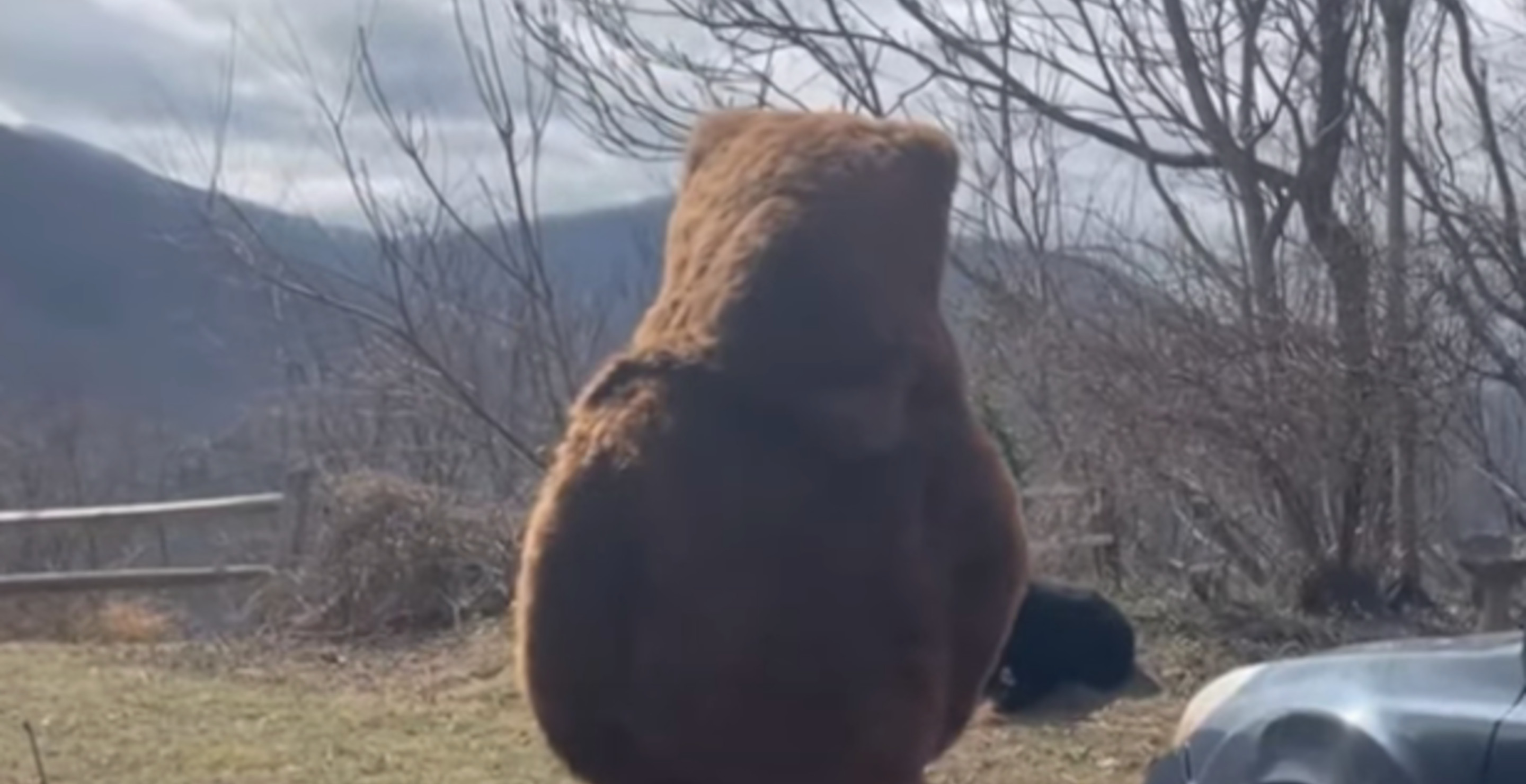 Man Dressed Like A Bear Has Face Off Against An Actual Black Bear — I'm Honestly Surprised Who Won