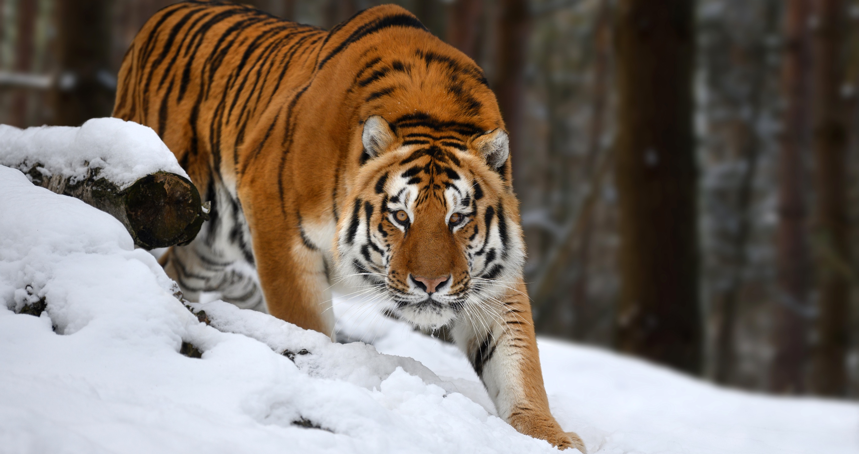 Man Uses Interesting Tactic When Coming Face-To-Face With A Siberian Tiger 