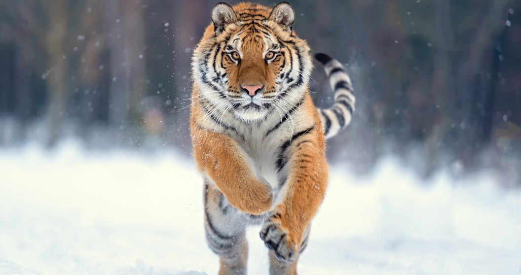 Man Uses Interesting Tactic When Coming Face-To-Face With A Siberian Tiger