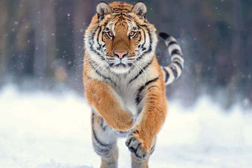 Man Uses Interesting Tactic When Coming Face-To-Face With A Siberian Tiger
