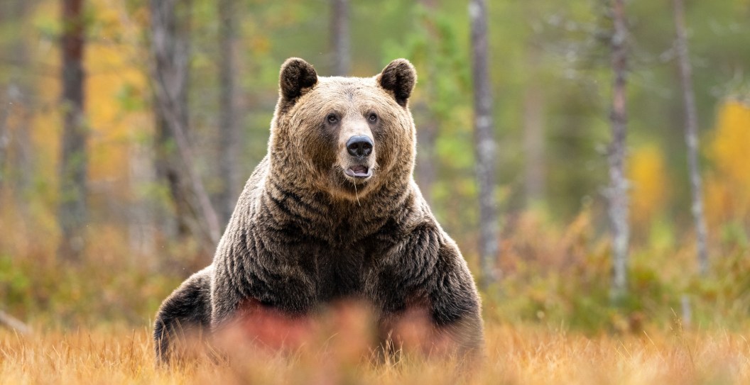 The Fatal Mistake A 25-Year-Old Made Before Being Mauled To Death By A Grizzly Bear, According To Expert