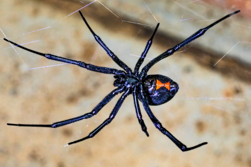 YouTuber Intentionally Lets Black Widow Spider Bite Him To Prove It Won't Kill Him