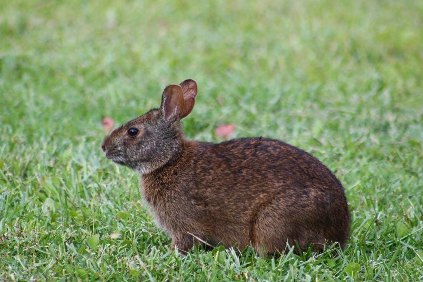 'extinct' rabbit found in Mexico