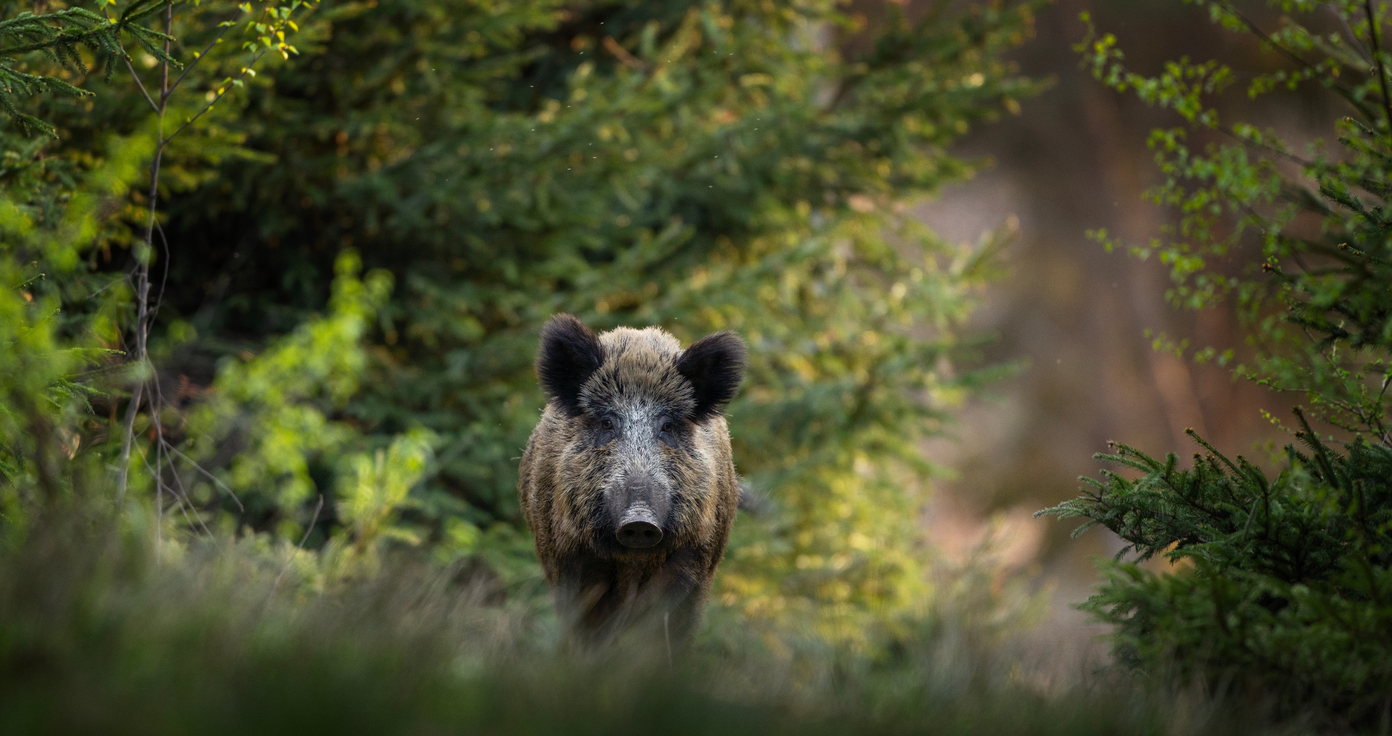 man catches wild boar with his bare hands
