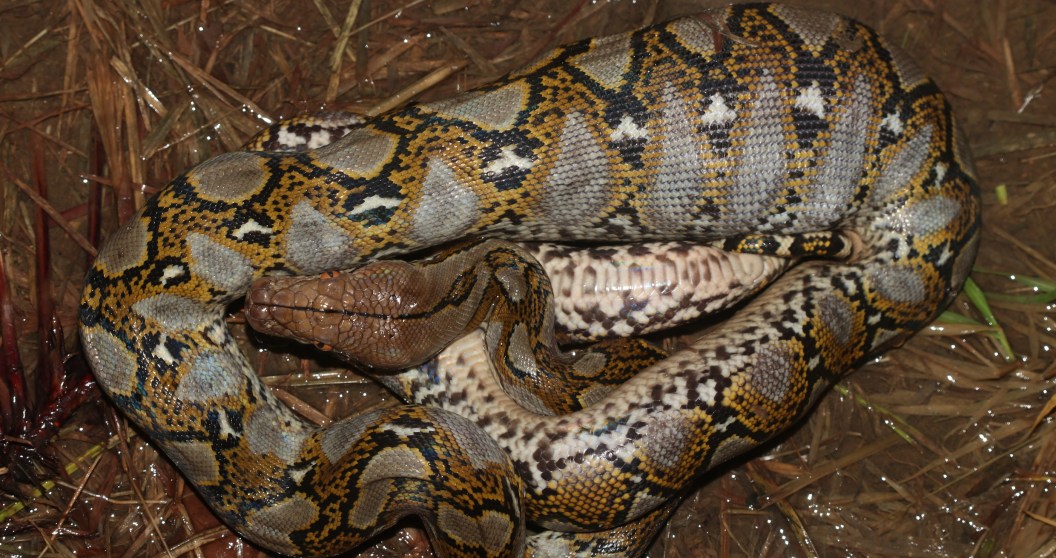 massive python found in mechanic shop with big meal in its stomach