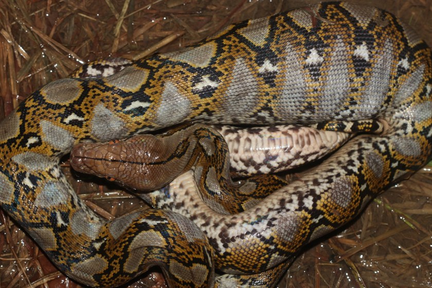 Massive Python Found In A Mechanic Shop With A Surprisingly Big Meal ...