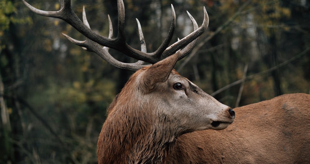 woman shows us why we should not pet a deer